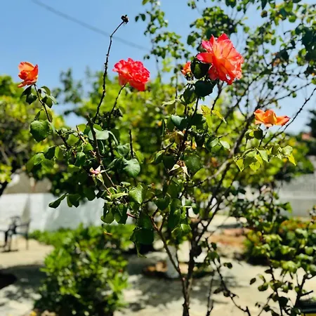 House With Garden In * Artemida (Attica)