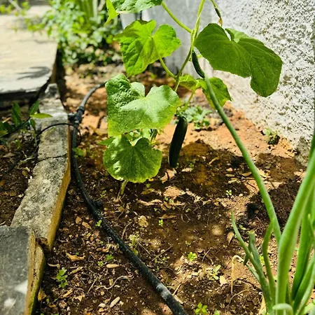House With Garden In *